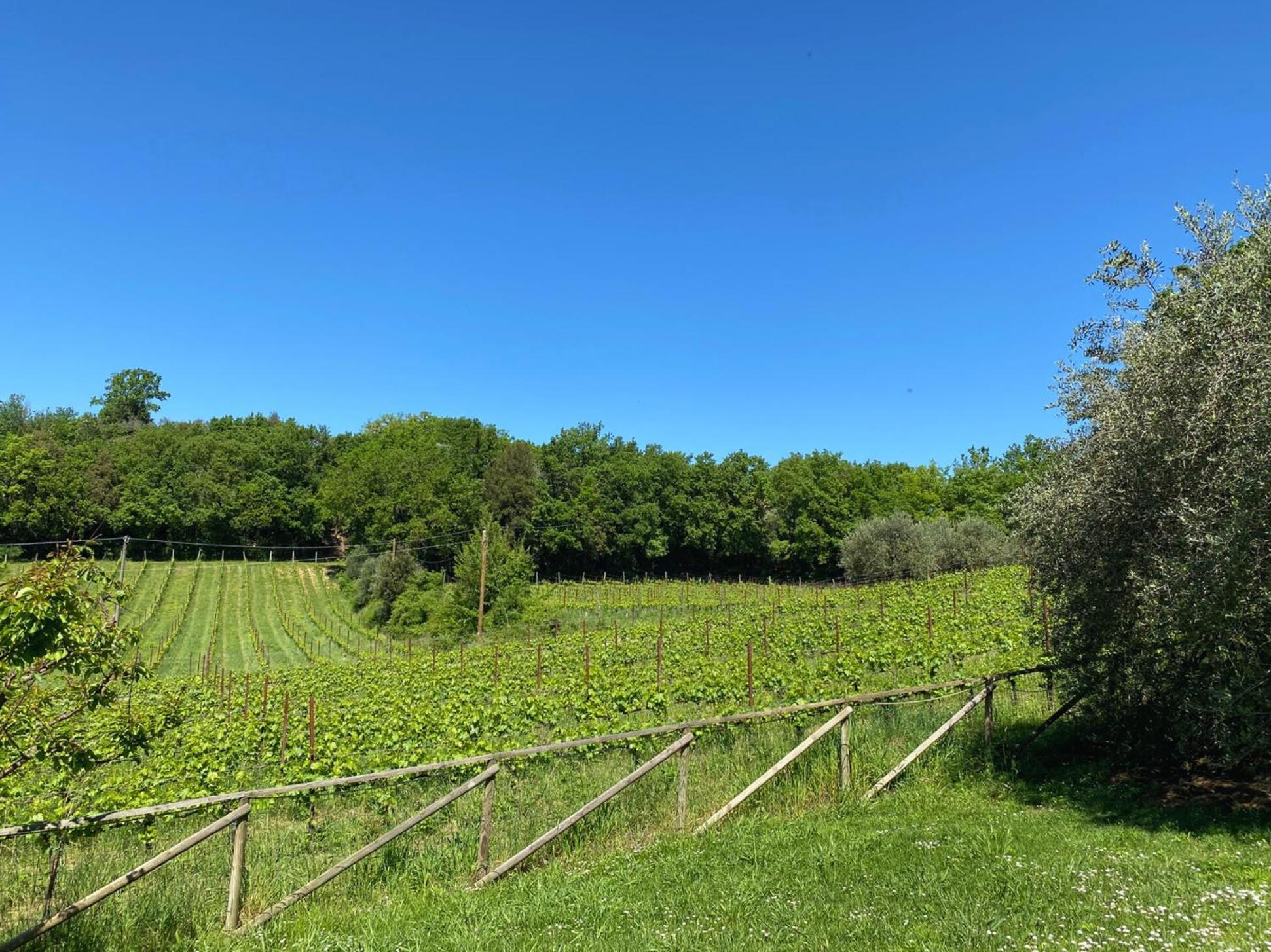 Borgo 7 TigliAppartamento a Montepulciano n1 Esterno foto